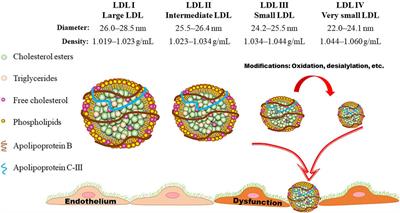 Low-density lipoprotein particles in atherosclerosis